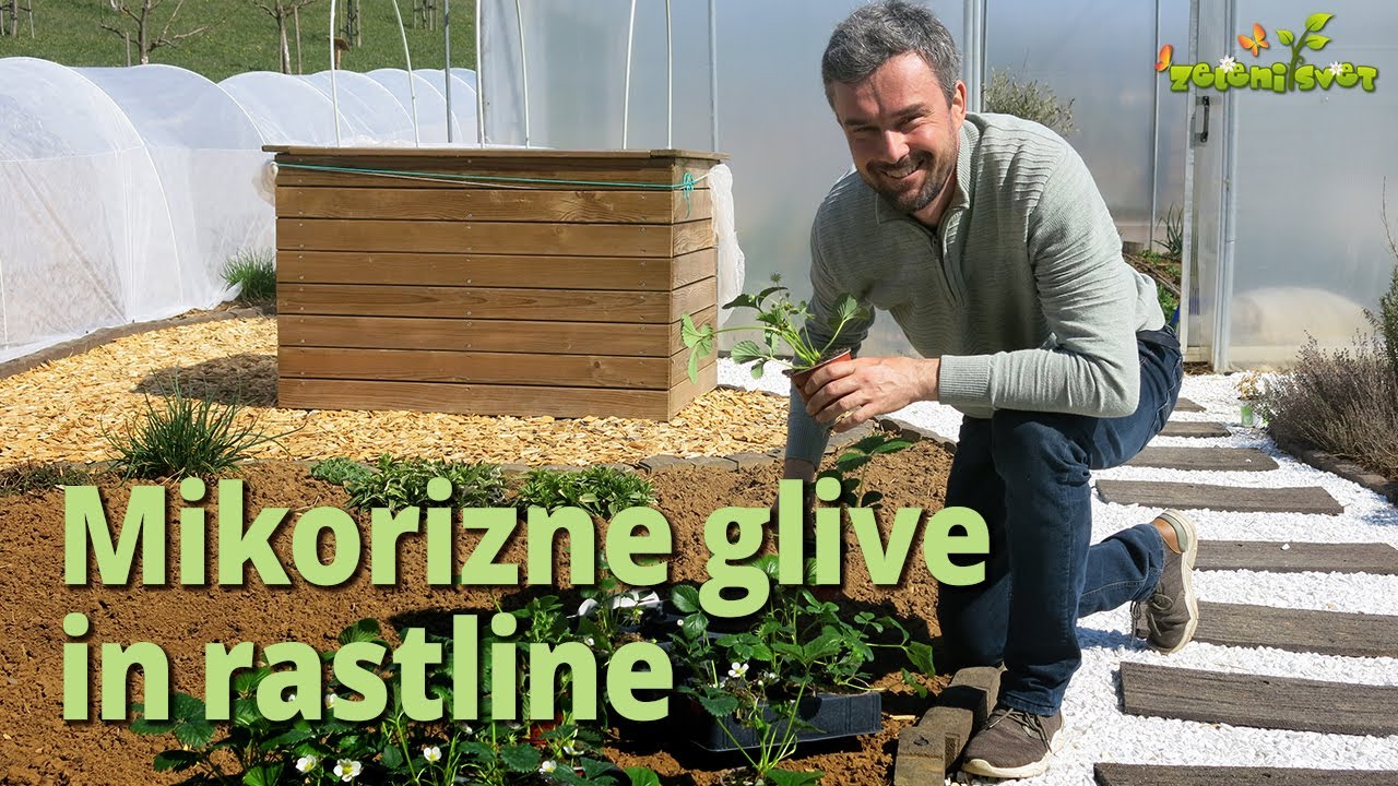 Mikorizne glive in rastline