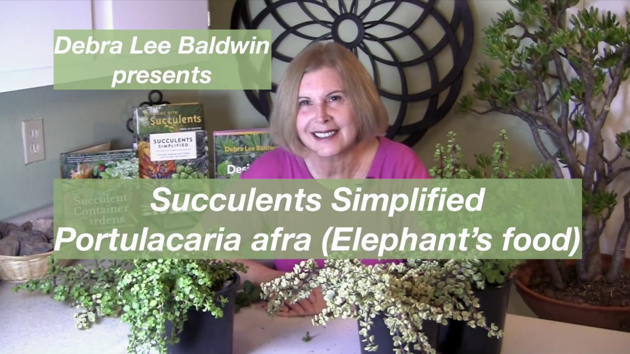 Succulents Simplified: Portulacaria afra