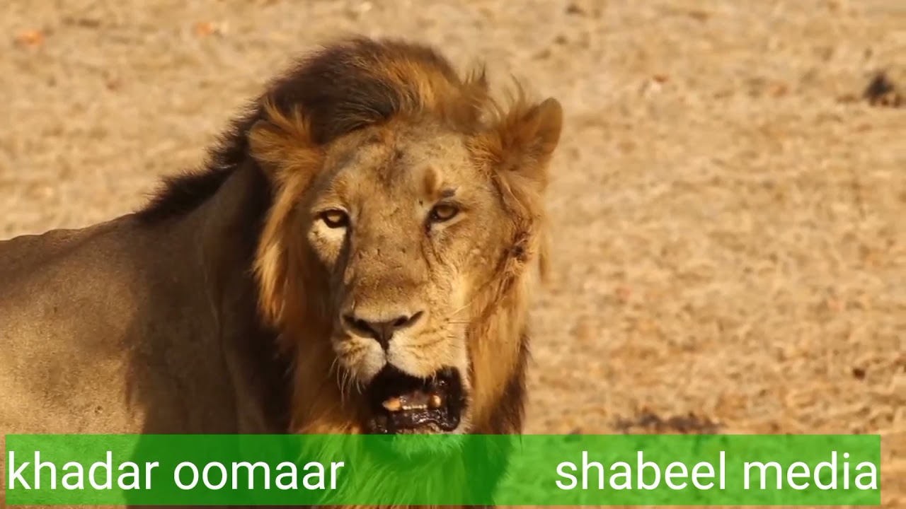 sheeko libaax xiiso badan|ninkii libaaxa gabadha ka riday ka dibna ay xaaskiisii noqotay? #subscribe
