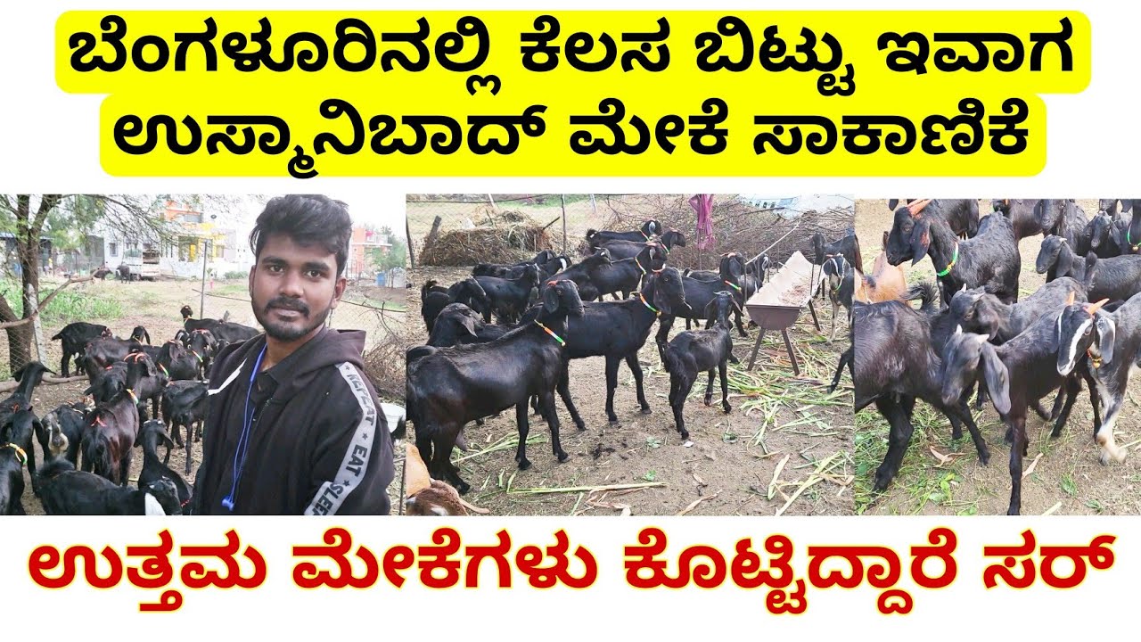 ಬೆಂಗಳೂರು ನಲ್ಲಿ ಕೆಲಸ ಬಿಟ್ಟು ಇವಾಗ ಉಸ್ಮಾನಿಬಾದ್ ಮೇಕೆ ಸಾಕಾಣಿಕೆ ಮಾಡ್ತಿದ್ದೇನೆ ಸರ್ |  usamanibad goat farmin