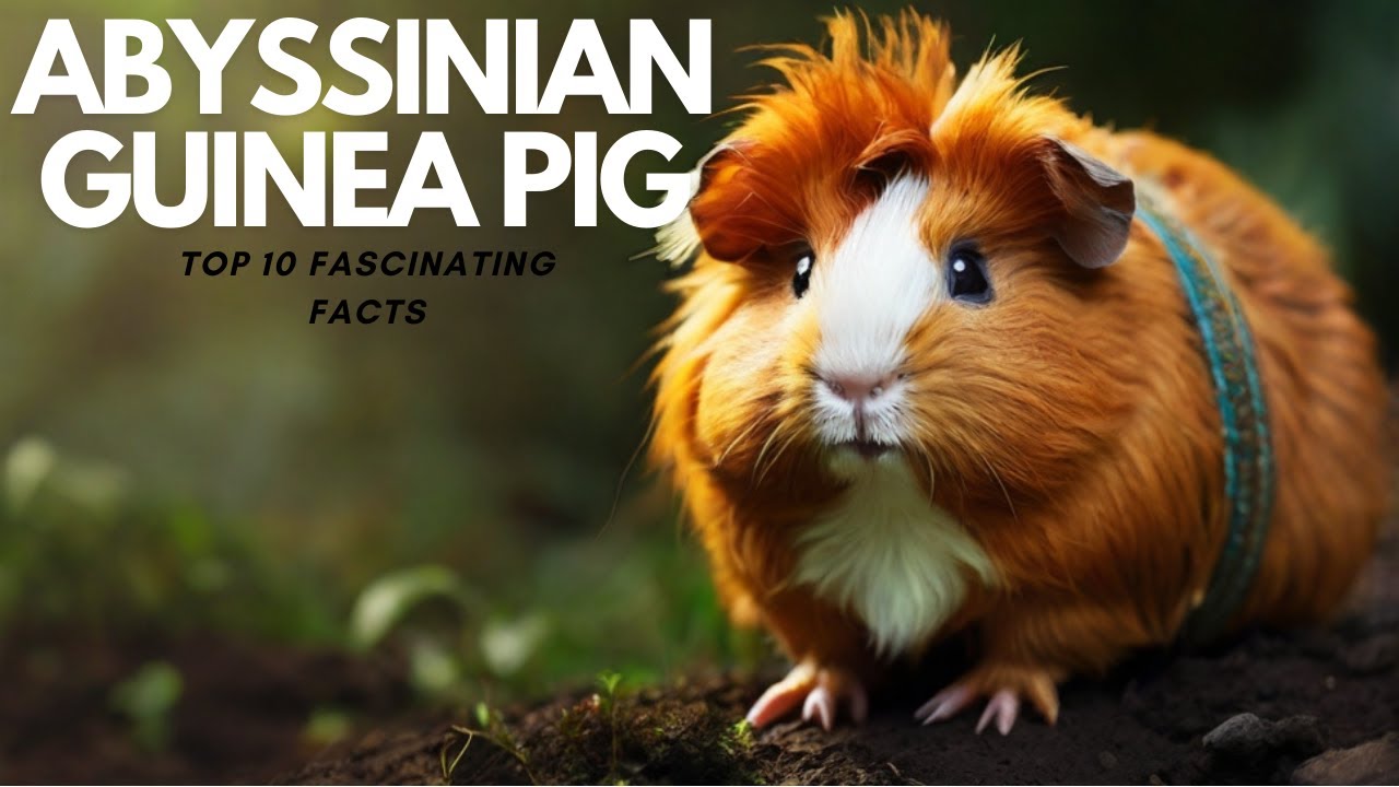 Top 10 Surprising Facts About Abyssinian Guinea Pigs!
