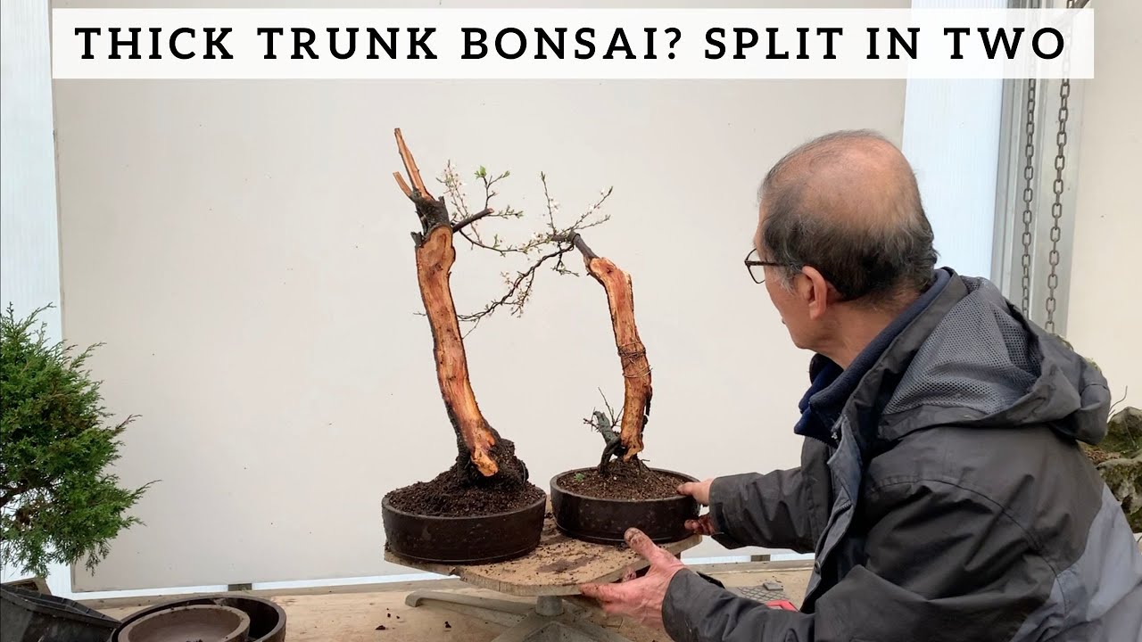 Thick trunk bonsai? Split Trunk Literati style