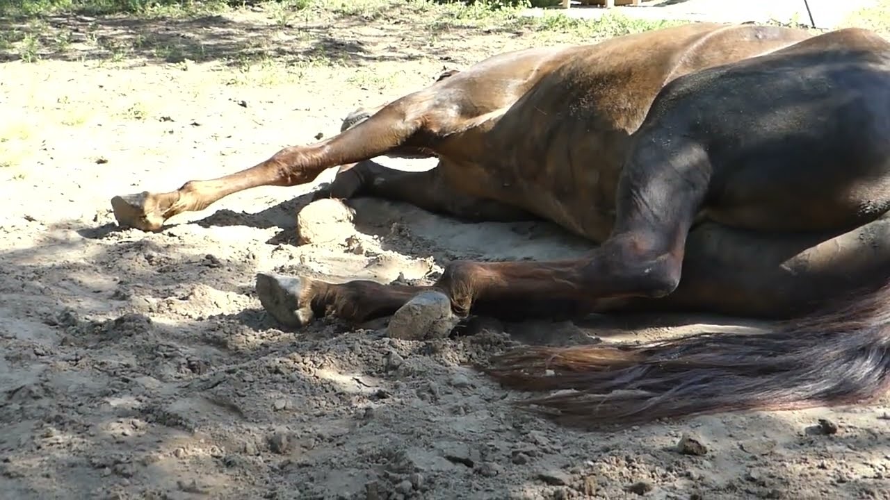 Caught a napping horse and fixed a foot. Country living and country roads