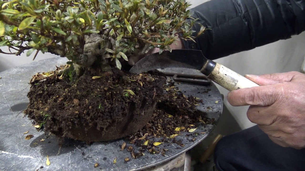Bonsai master explains how to make NEBARI.盆栽　ねばりの作り方