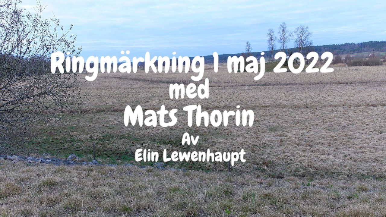 Ringmärkning 1 maj Ralångens fågelstation, Aneby