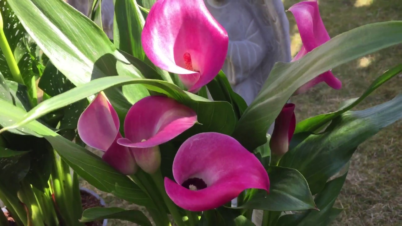 #58  Que planta &eacute; essa ? Copo de Leite - Calla - Zantedeschia aethiopica - Dinamarca