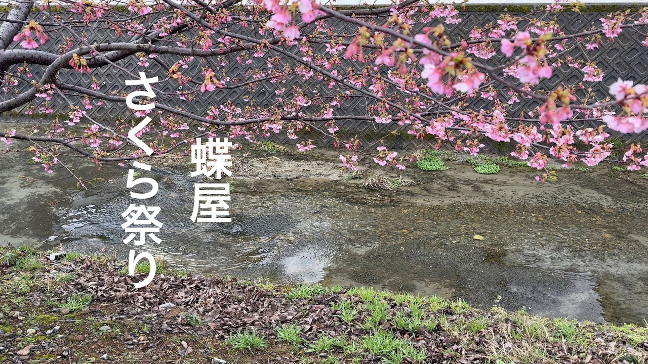 【河津桜】蝶屋さくら祭り