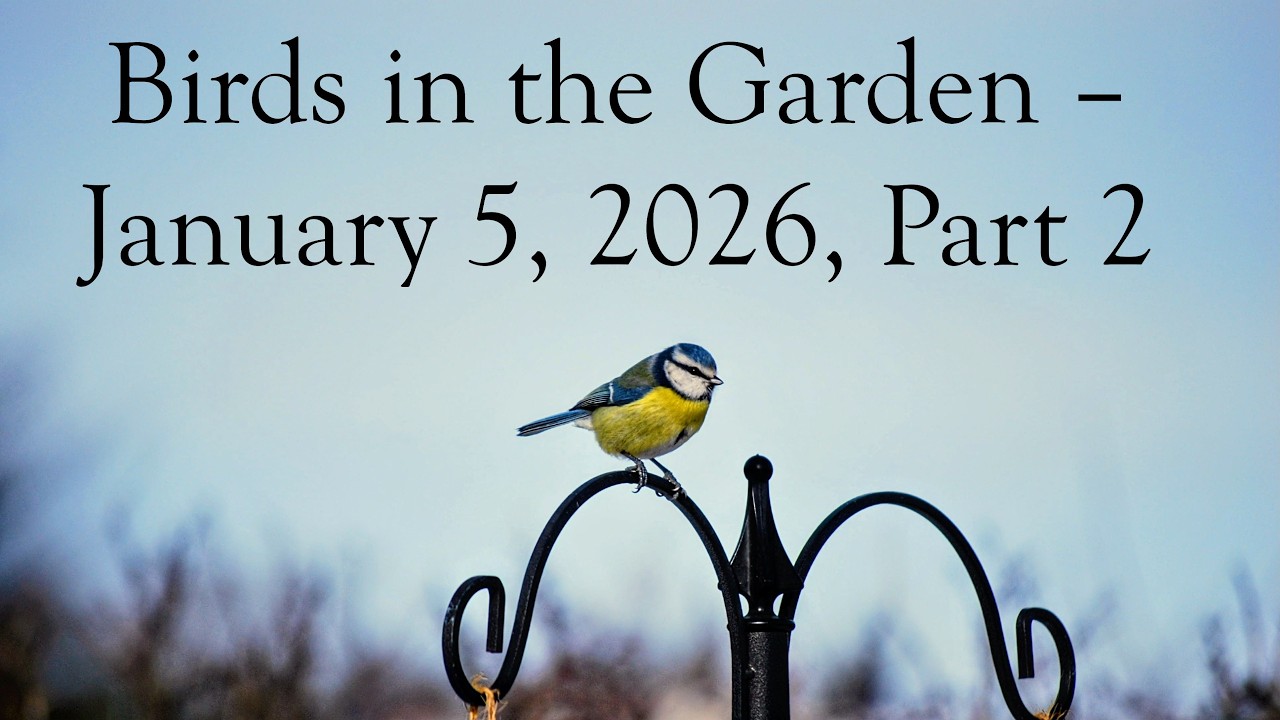 Birds in the Garden – January 5, 2026, Part 2