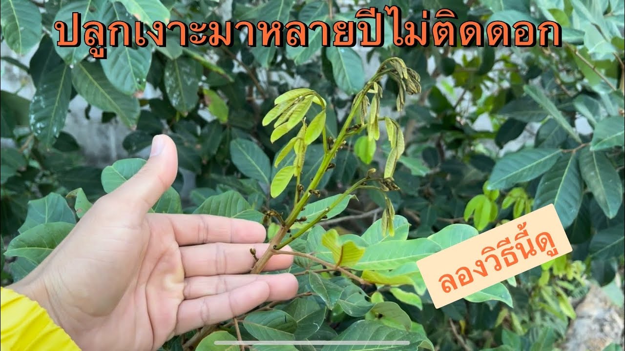 สาเหตุที่ทำให้ต้นเงาะไม่ติดดอก ไม่ติดผล