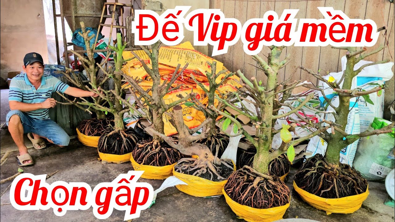 A. Minh 📲 0339417719 giảo Thủ Đức mai Tứ quý giá rẻ 20/2 mùng 4 Tết (@MaivàngQuêdừa)