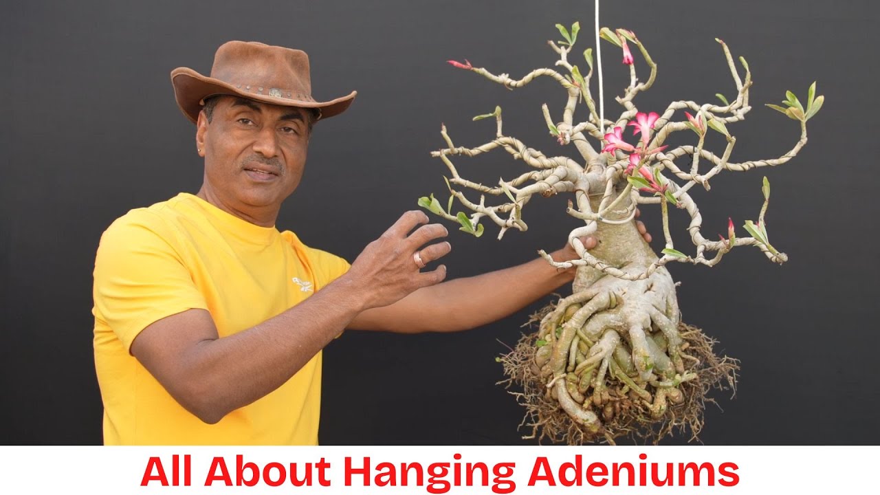 How to Grow Big Caudex /Adeniums