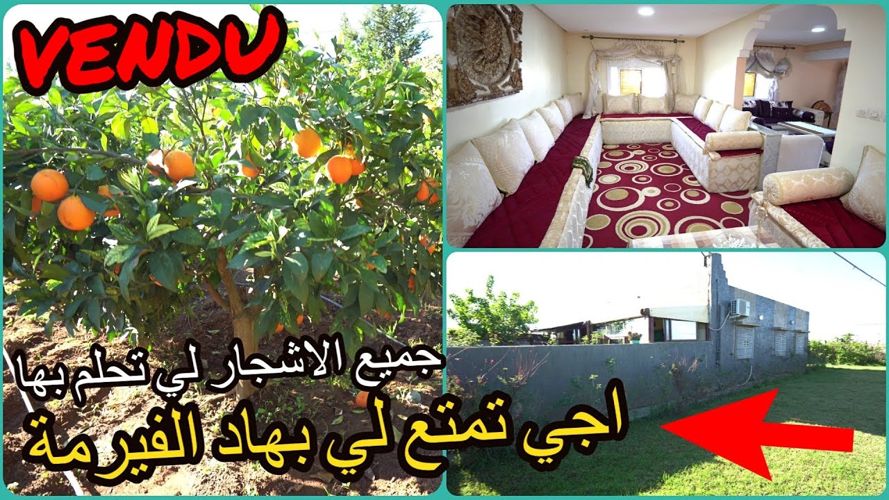 ✨الفرصة باش تتمع فالدنيا فيرمة لي تحلم بها بمنزل كبير وجميع انواع الاشجار المثمرة لي تشهيتو ✨ تيفلت