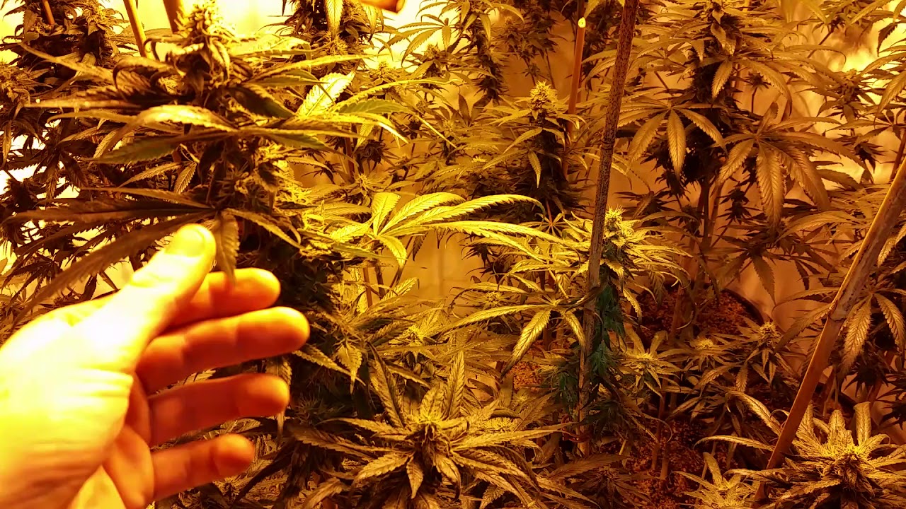 SkunkxBlueberry 7wks