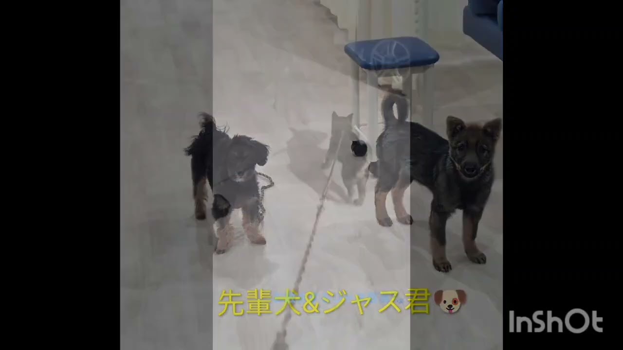 卒業犬ジャス君とご家族からの幸せ便り💕2026年2月号