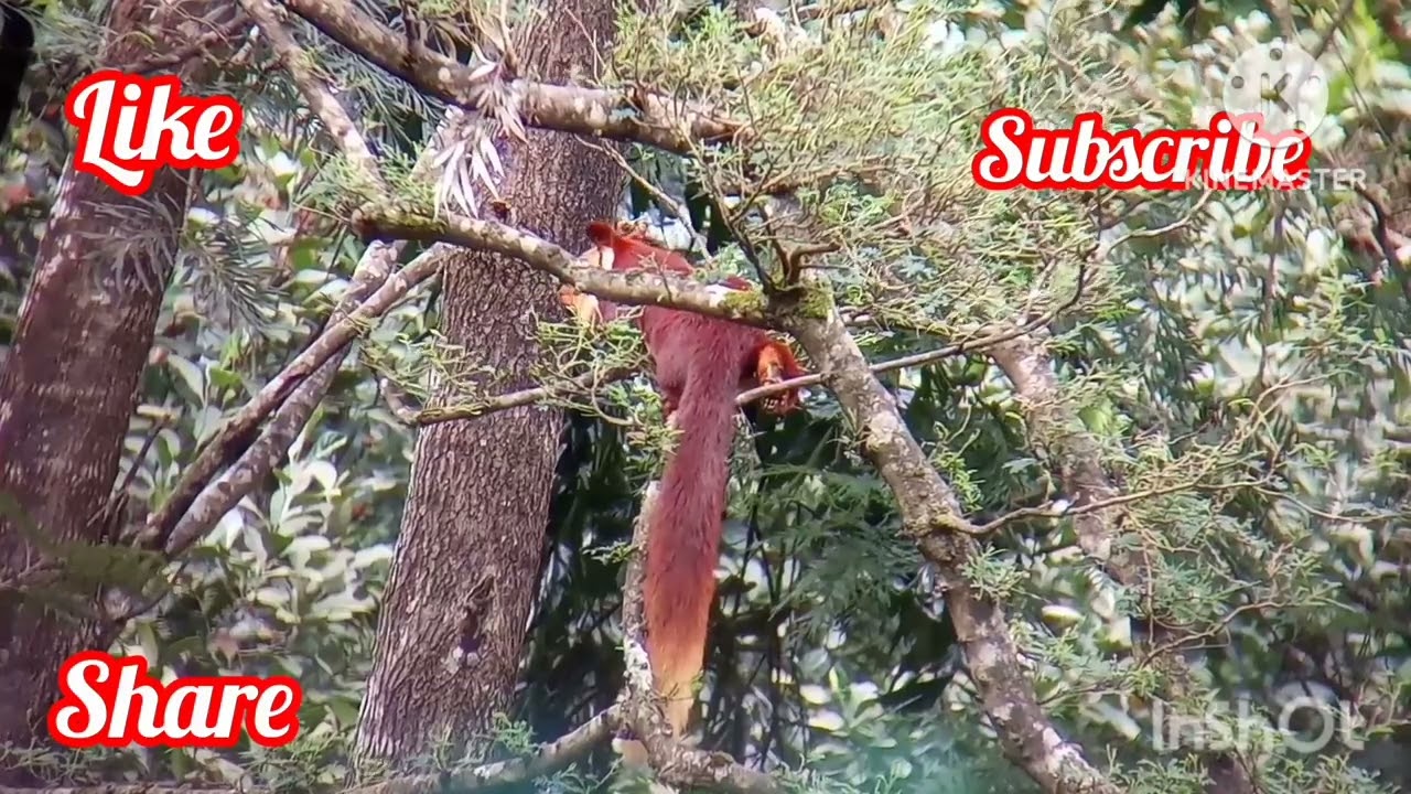 Malabar Giant Squirrel busy on the tree #malabargiantsquirrel