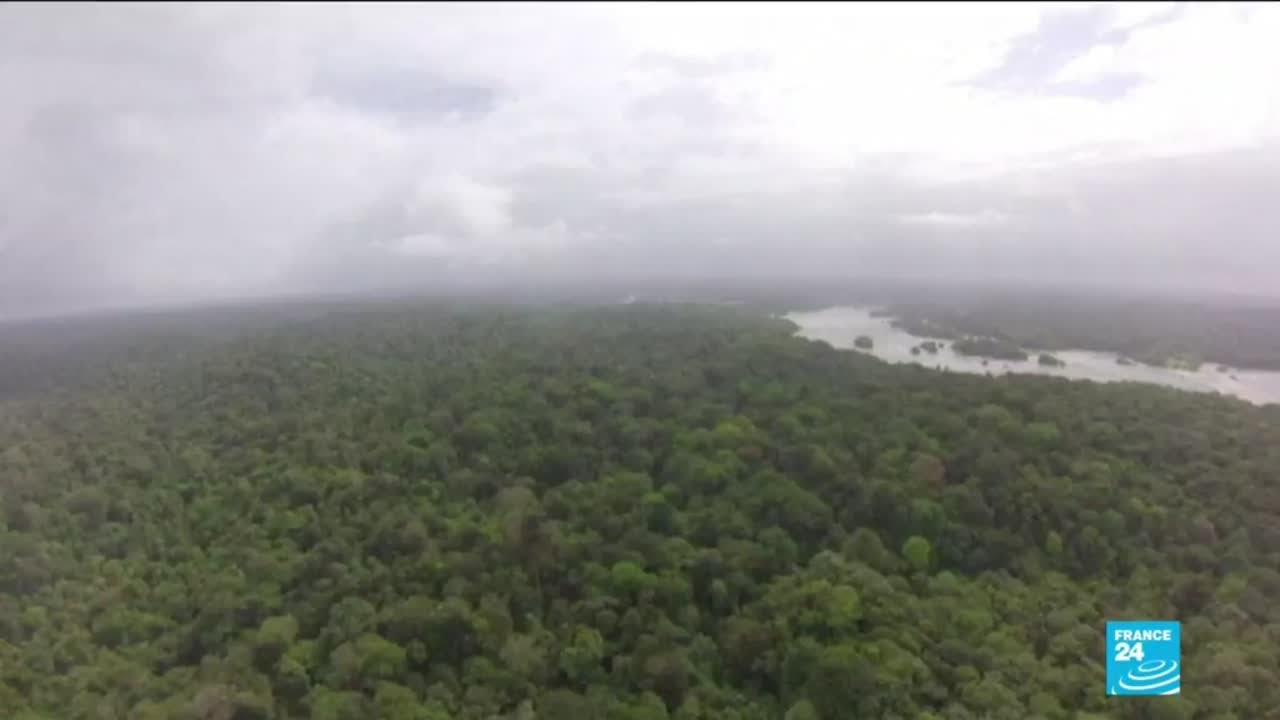 New report shows spike in illegal logging, fires in Brazil's rainforest