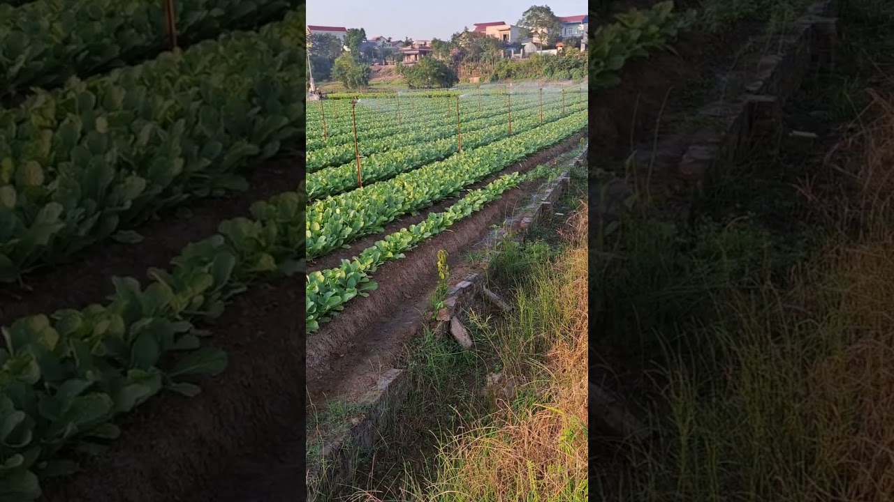 Vietnam Develops Magic One-Speed ​​Agricultural Technology, Automatic Watering Technology - Buffalo