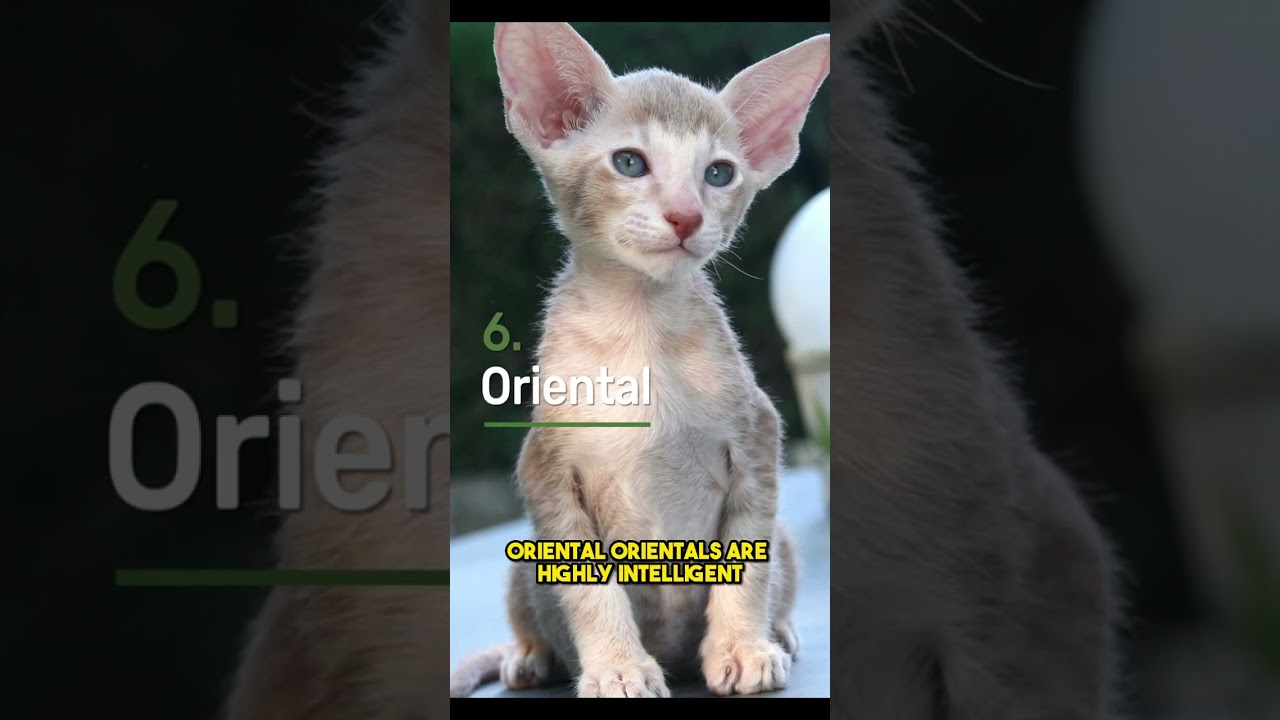 10 MOST INTELLEGENT CAT BREEDS OF 2023 PART 2