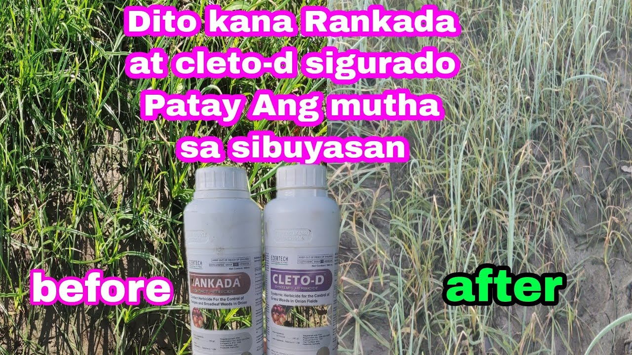 Magiispray ulit tayo ng Cleto-d at Rankada, with goal  sa ating sibuyas