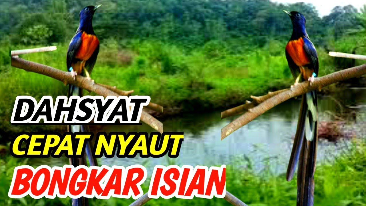 Murai batu KRETEKAN SADIS,  Original Alam Liar – River Flow Ambience Sound Premium Edition oleh