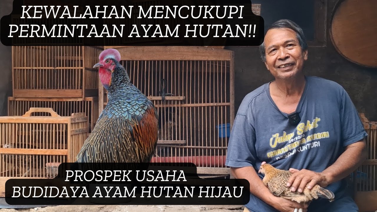TIPS SUKSES BETERNAK AYAM HUTAN HIJAU DENGAN KANDANG BOXS!!