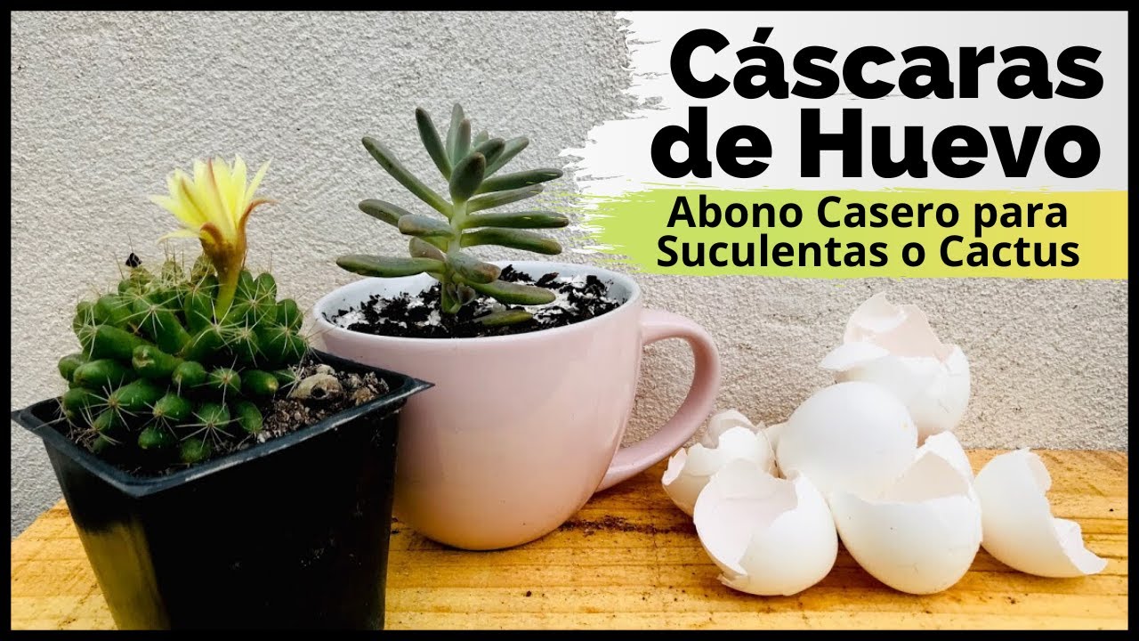 Cáscaras de Huevo 🥚🌵 | Abono casero para Suculentas o Cactus