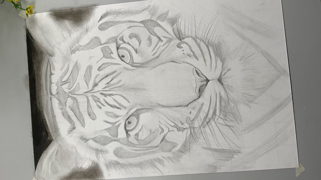 How to draw hyper realistic tiger 🐯