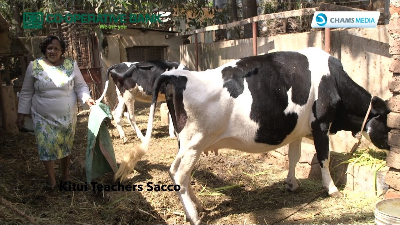 Ushirika: Kitui Teachers Sacco Transforming the Lives of over 34,000 Members Across its 7 Branches