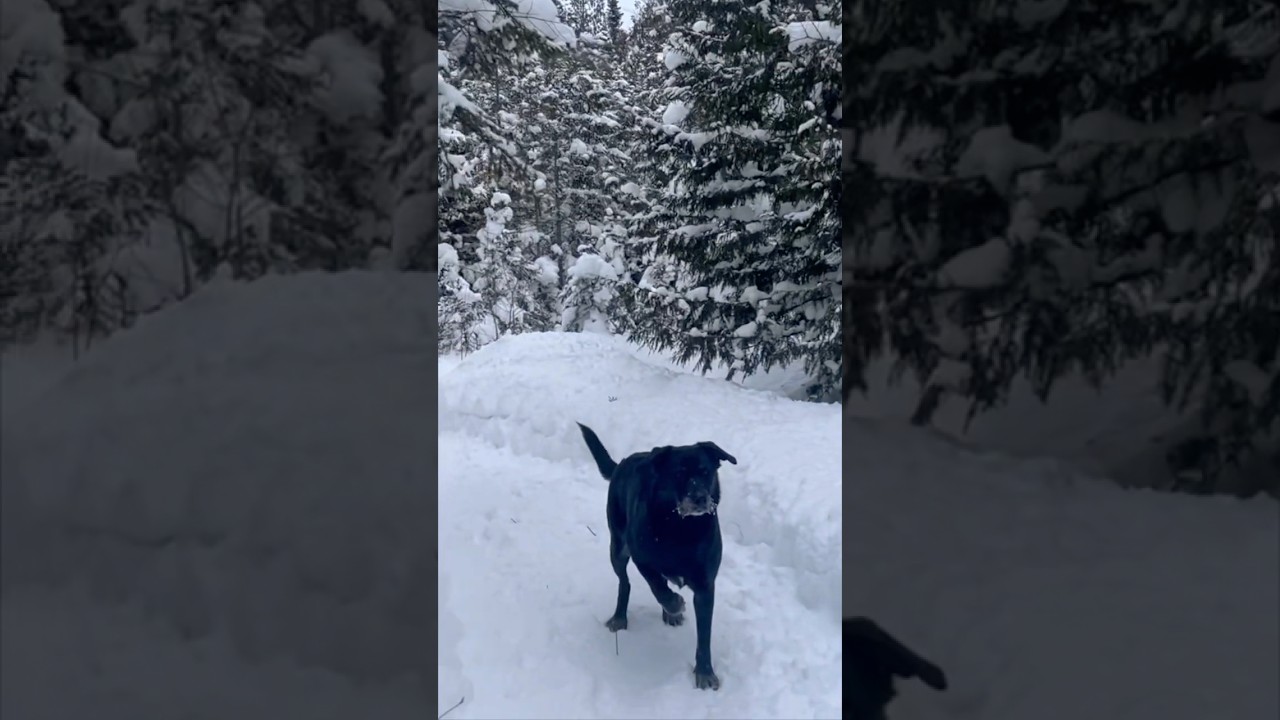 It&rsquo;s a Cold Cold Winter! #trail #walk #snow #beautiful