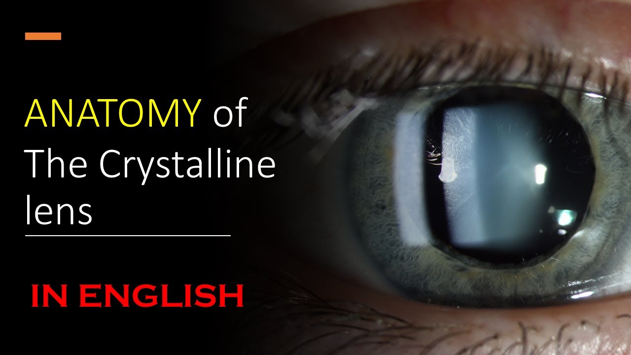 ANATOMY OF LENS | IN ENGLISH | CRYSTALLINE LENS | PARTS OF LENS
