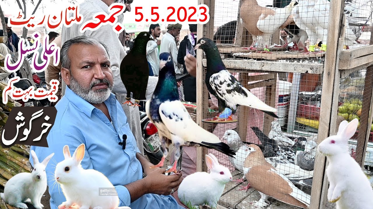 Multan kabootar Mandi |Friday.5.5..2023 Pakistan Panjab ki Sasti Tareen Mandi | Latest Update