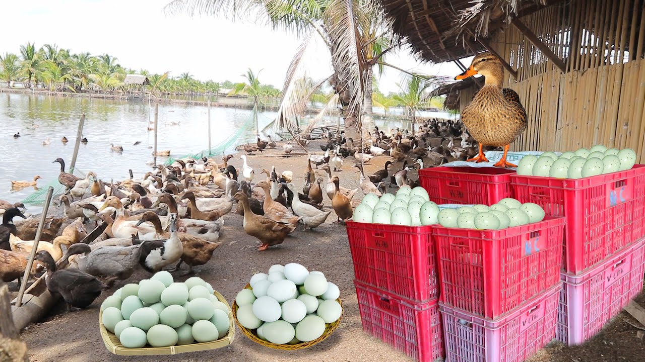 INSIDE THE MOST SUCCESSFUL DUCK FARM & CHICKEN LAYER POULTRY │ Farming│