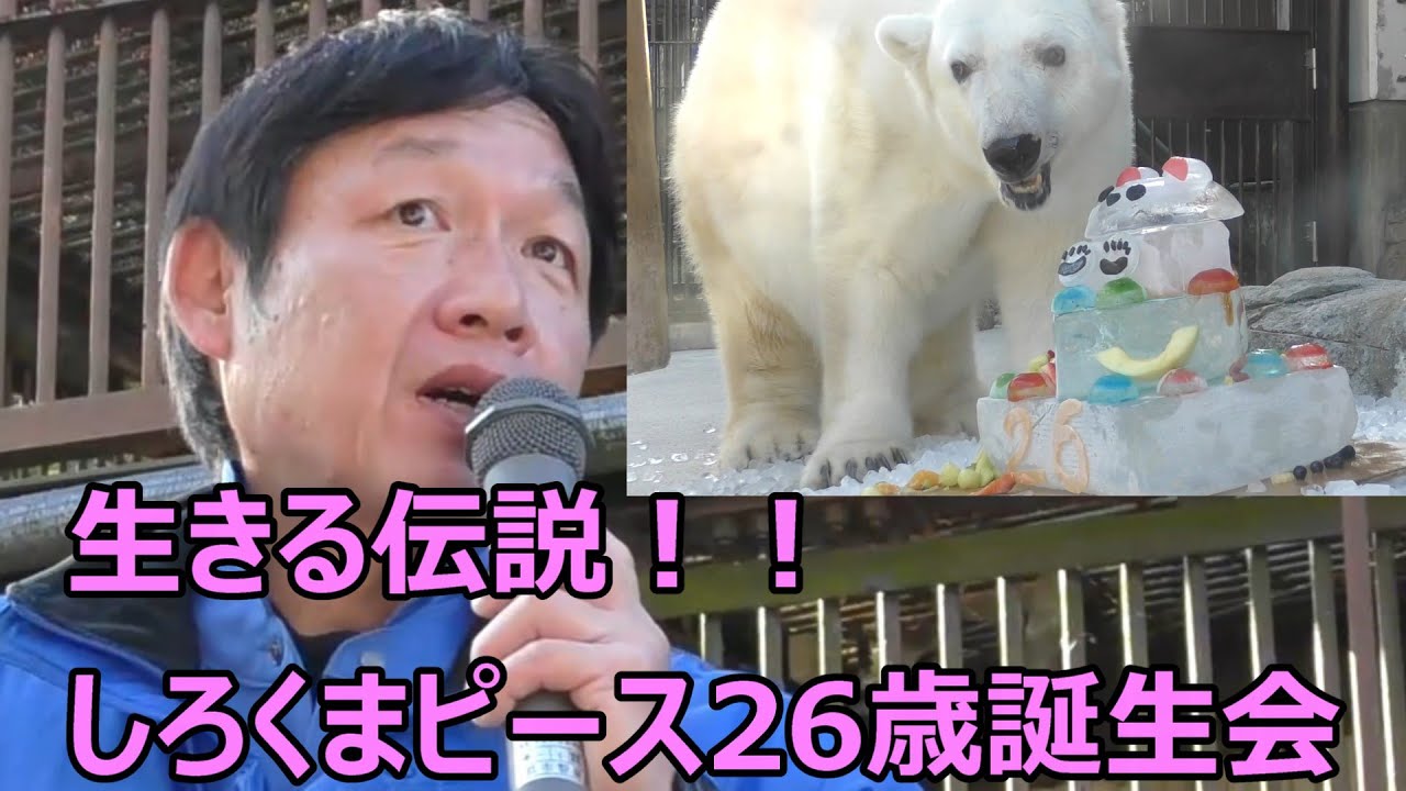 【生きる伝説】しろくまピース26歳の誕生会☆彡とべ動物園にて