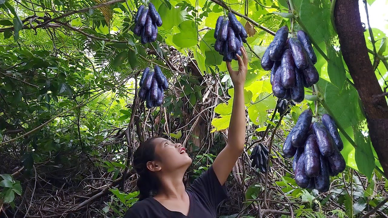Found wild black grape near river - Wild black grape for snack in jungle - Survival solo in forest