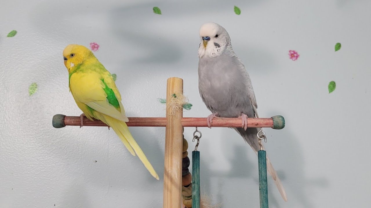 How I care for my Budgies