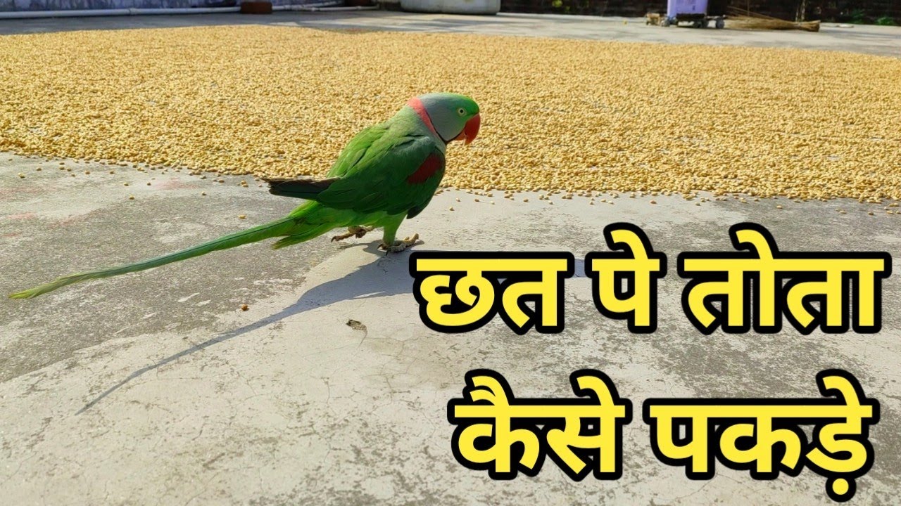 छत पे तोता कैसे पकड़े | How To Trap Parrot  Easily | Parrot Trapping