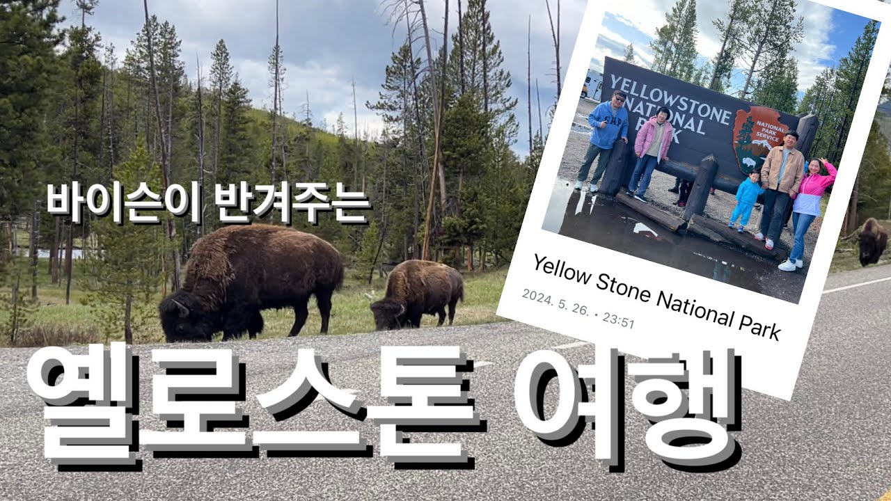 미국🇺🇸옐로우스톤 여행 | 꼭 봐야할 뷰포인트 | 야생 곰 그리즐리 만난 이야기 | 이 영상을 김수정여사님께 바칩니다