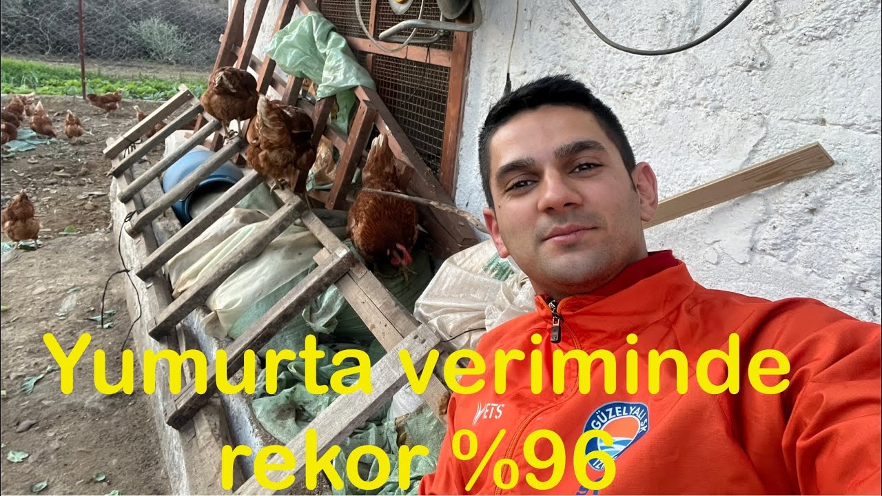 KÜMESTE REKOR VERİM %96