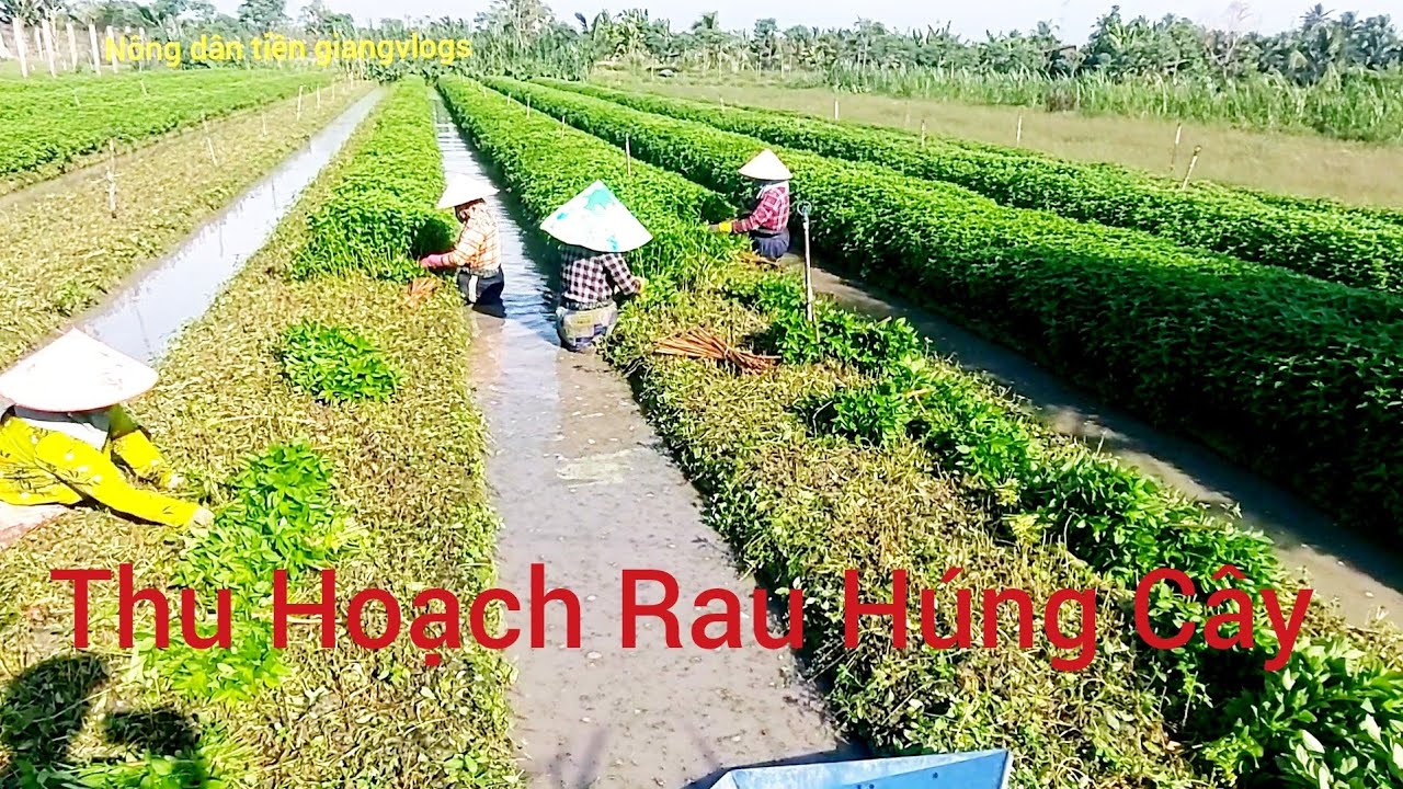 Nông Dân Tiền Giang Thu Hoạch Rau Húng Cây Đúng 2Tháng@ 