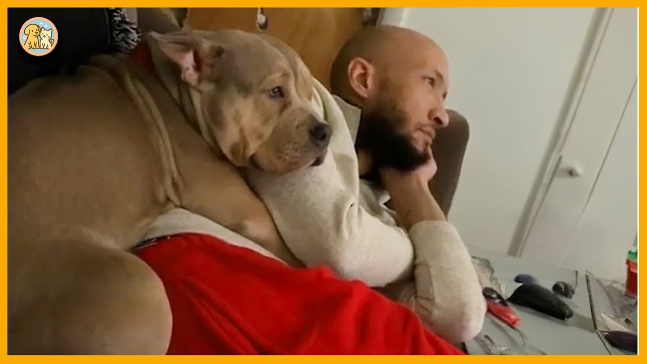 Funny Dogs and Humans Videos-Dad Said No Puppy… Now He Can’t Live Without Him