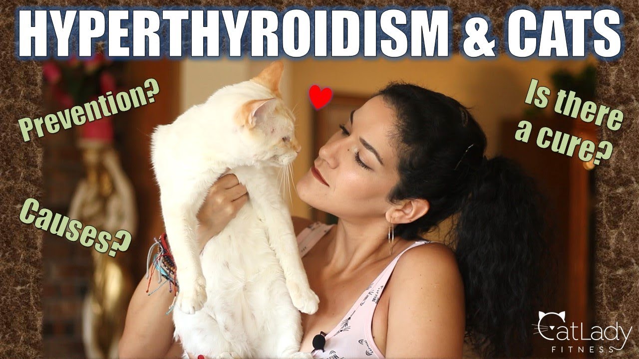 Does your cat have HYPERTHYROIDISM (you'll never believe where it may be from!) - Cat Lady Fitness