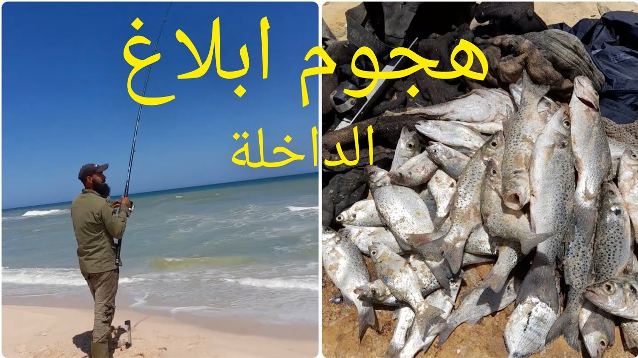 هجوم ابلاغ على الطعم حصيلة ضخمة 😱😱🐟مع المونتاج مدينة الداخلة🇲🇦@sayedwohoch