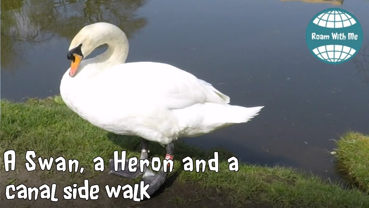 Silsden town, Leeds Liverpool canal, swan and heron