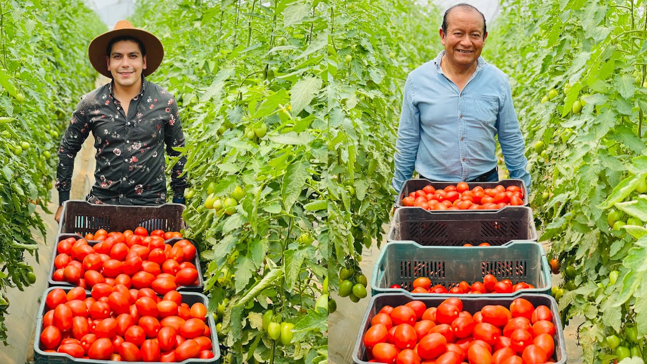 Jitomate o Tomate Saladette de invernadero | Tratamiento de la tierra | Podas | Sistema de riego