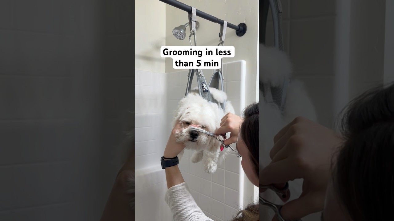 How to Groom A Maltipoo