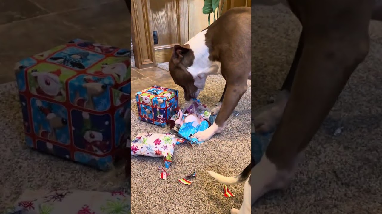 Pittie Christmas!!!