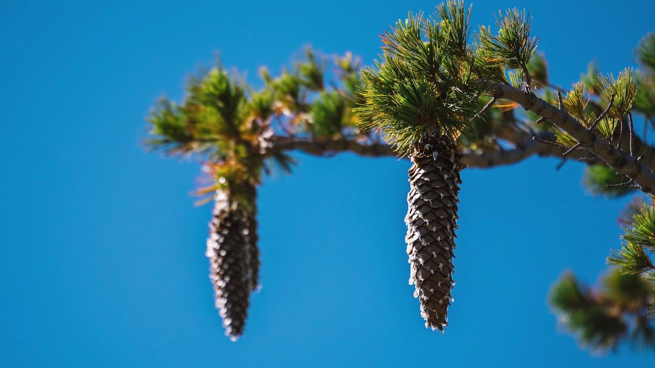 Sugar Pine Cone Collections Explained