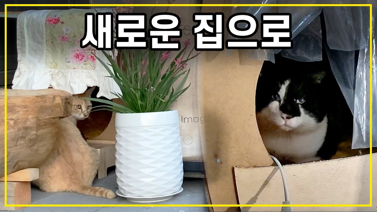 배은, 망덕 시절부터 쓰던 길고양이 쉼터, 새로운 집으로 이사합니다.