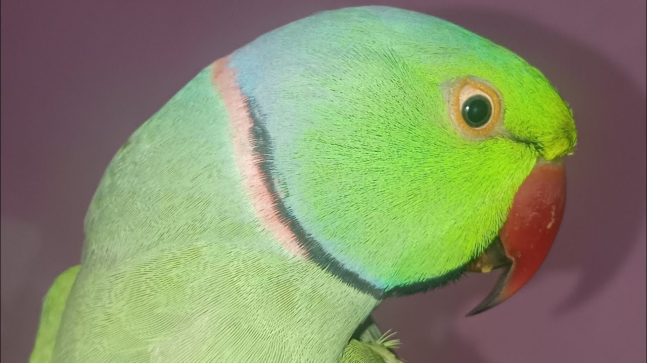 मेरा पैरोट अच्छी बातें कर रहा है 😍 | Cute Talking Parrot | Parrot World