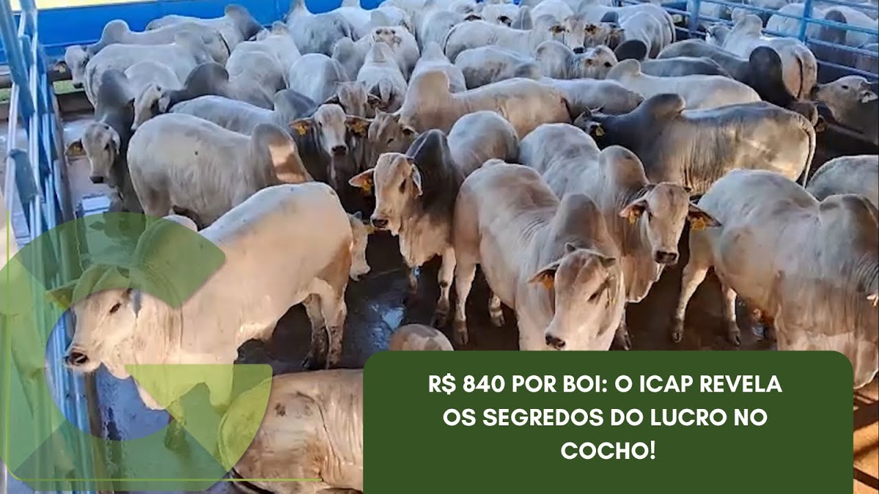 R$ 840 POR BOI: O ICAP REVELA OS SEGREDOS DO LUCRO NO COCHO!